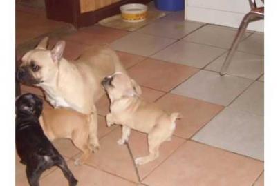 Franz�sische Bulldogge Welpen