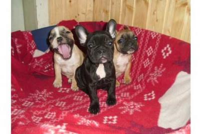 Franz�sische Bulldogge Welpen