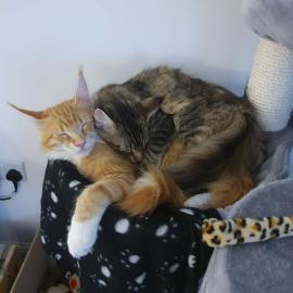 Maine Coon Babys Kitten mit Papieren zu