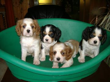 Cavalier Welpen zu verkaufen