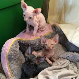 Sphynx K?tzchen verf?gbar