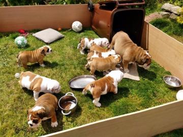Englisch Bulldogge Welpen zur Annahme.  Z