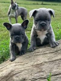 Franz�sische Bulldogg Welpen whatsapp nu