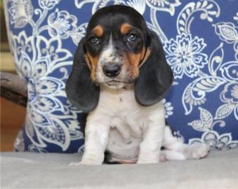 Bassett Hounds jetzt bereit f?r ein neue