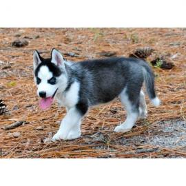 Siberian Husky Welpen suchen neues Zuhau