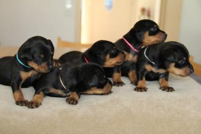 Reinrassiger Zwergpinscher Rehpinscher