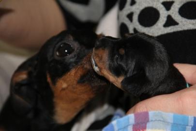 Reinrassiger Zwergpinscher Rehpinscher