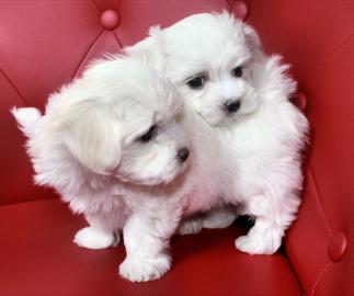 Wundersch�ne Malteser Babys- Welpen mit