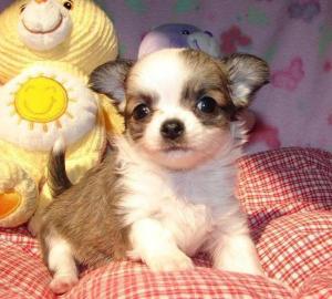 Sch�ne Chihuahua Welpen