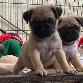 Liebevoller Teacup-Mops verf?gbar