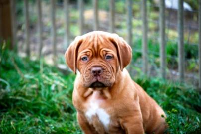 sehr typvolle Bordeauxdoggen - Welpen