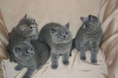 Britisch Kurzhaar Katze