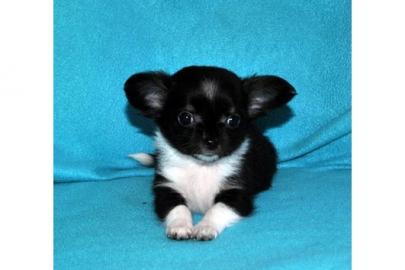 MINI Wundersch�ne Chihuahua-Welpen