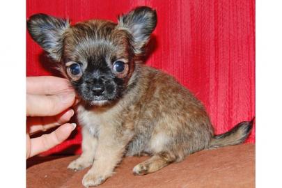 MINI Wundersch�ne Chihuahua-Welpen