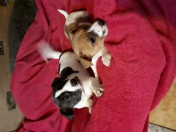 Bildsch?ne Jack-Russell-Welpen in Liebe