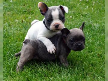 Franz�sische Bulldogge Welpen whatsapp N