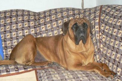 Tosa Inu - wundersch�ne Welpen mit Pap. 