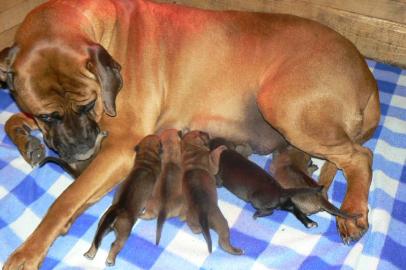 Tosa Inu - wundersch�ne Welpen mit Pap. 