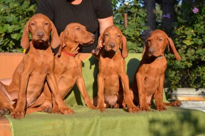 Zwinger bietet Magyar Vizsla Welpen