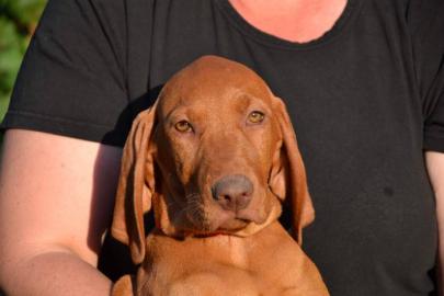 Zwinger bietet Magyar Vizsla Welpen