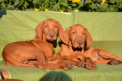Zwinger bietet Magyar Vizsla Welpen