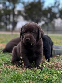 Labrador Retriever-Welpen zur Adoption!