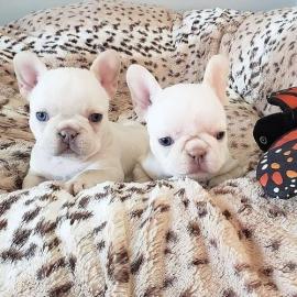 Franz�sische Bulldoggen Welpen