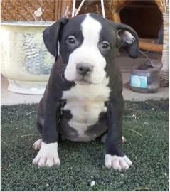 AMSTAFF WELPE F?R DIE ANNAHME