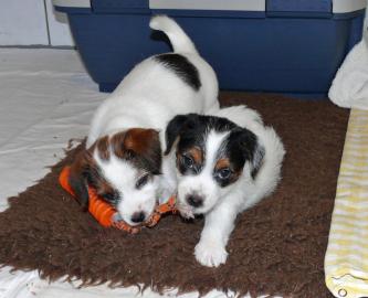 Jack Russell Terrier Welpen