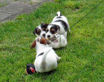 Jack Russell Terrier Welpen