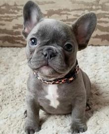Reinrassiger Franz?sischer Bulldoggen We