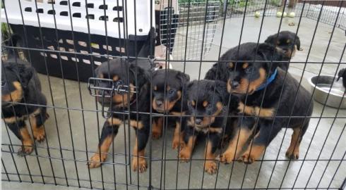 Sch?ne Rottweiler Welpen erh?ltlich