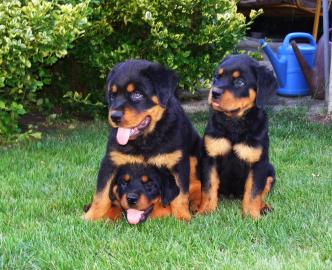 Wundersch�ne Rottweiler Welpen suchen. . . 