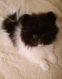 Pomeranian Zwergspitz-M?dchen