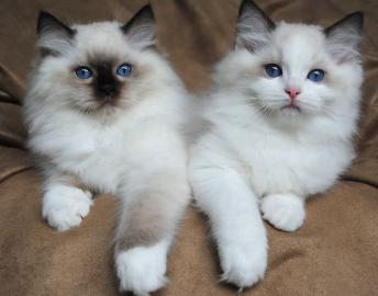 Zuhause aufgezogene Ragdoll-K?tzchen