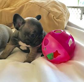 Exklusive Franz�sische Bulldoggen Welpen
