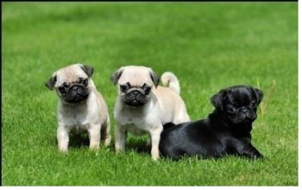 Mops Welpen mit Papieren