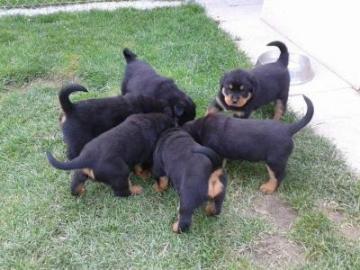 Rottweiler Welpen ADRK Leistungszucht