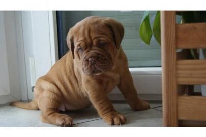 Kraftvolle Bordeaux Doggen Welpen  !