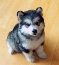 Wundersch�ne, aktive Pomsky-Welpen, die