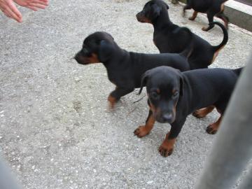 Wundersch?ne Dobermann Welpen