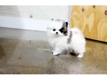 Sch�ne Boxerwelpen 12 Wochen. 