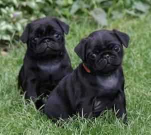 Gesunde Mops Welpen zur Adoption