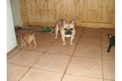 Franz�sische Bulldoggenwelpen mit Ahnent