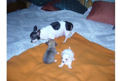 Chihuahua-Weibchen wei mit blue-Merle A