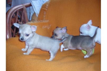 Chihuahua-Weibchen wei mit blue-Merle A