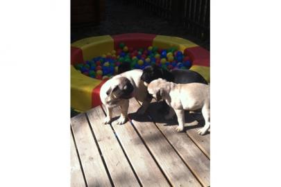 Schwarz+Beige MOPS-KINDER!!!!
