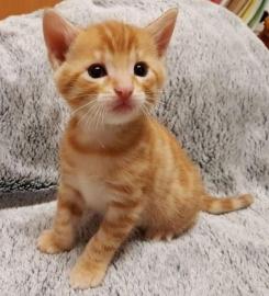 Reinrassige Katzen mit Papieren