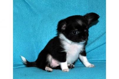 Chihuahua-Welpen langhaarig und kurze