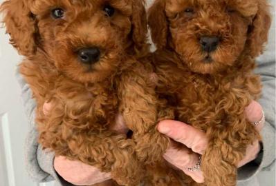 Toy Poodles Welpen kostenlos